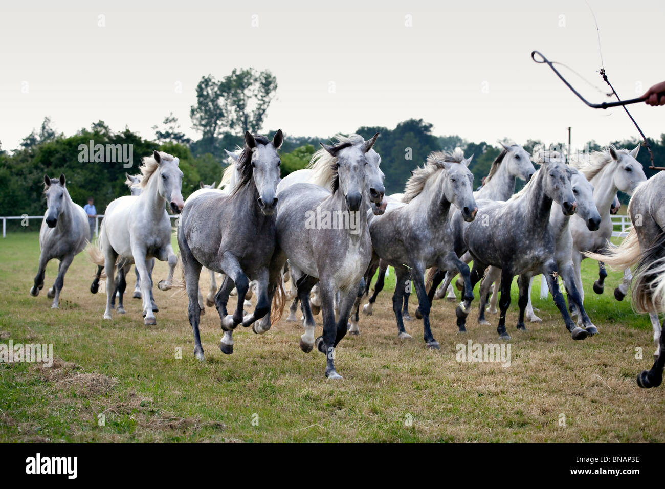 Herde von weißen Pferden laufen Stockfoto