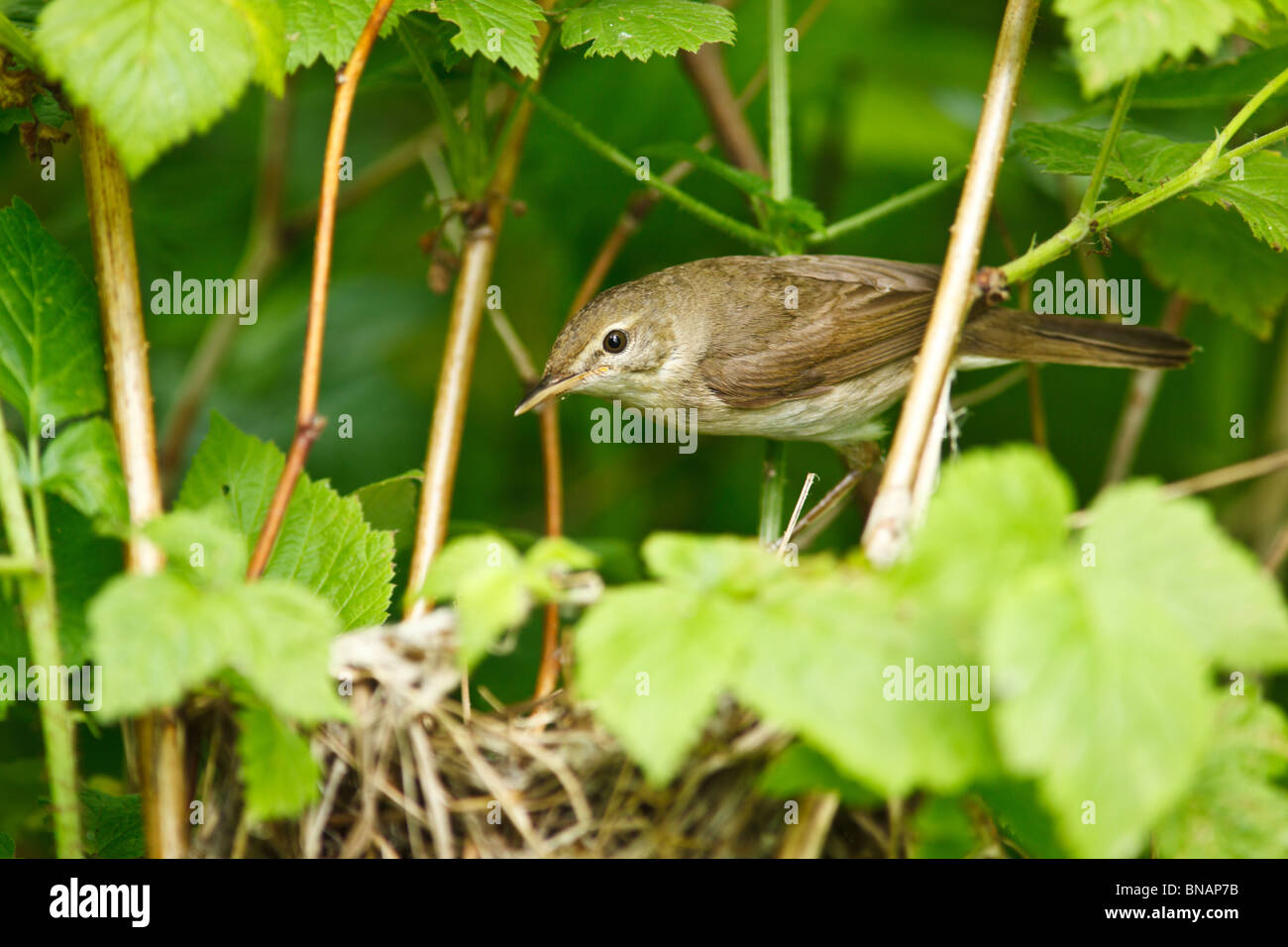 Nest der Blyth Reed Warbler, Acrocephalus Dumetorum. Stockfoto