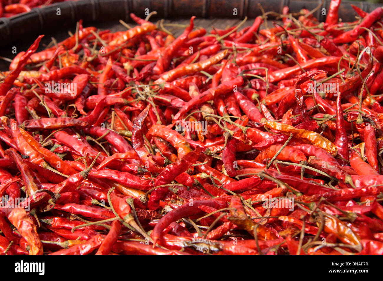 Trocknen Paprika, Nordlaos. Stockfoto