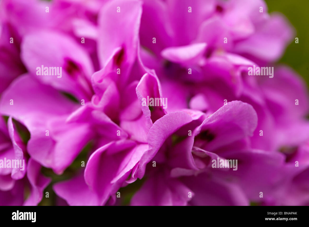 Zusammenfassung des Fiolet Blütenblätter - Schärfentiefe Stockfoto