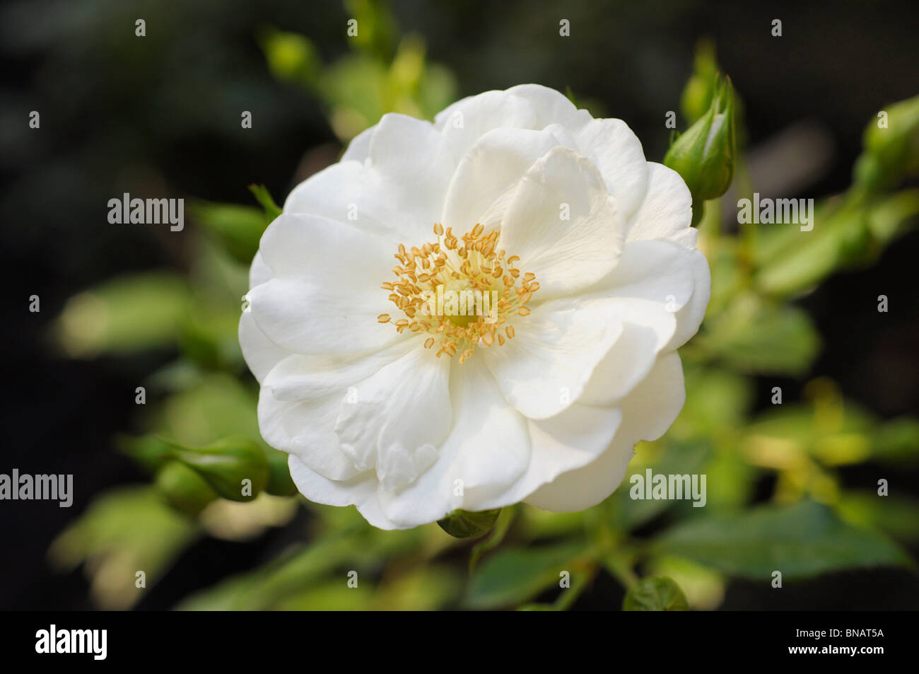 Weiße "Vigorosa" (kräftig) Rose Stockfoto
