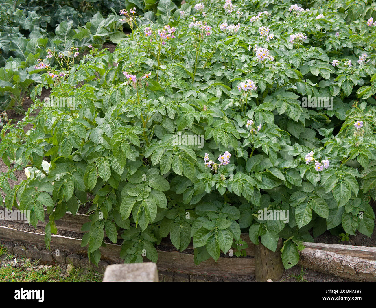 Blühende Kartoffelpflanzen in einen Bauerngarten im Hutton-le-Loch North Yorkshire Stockfoto