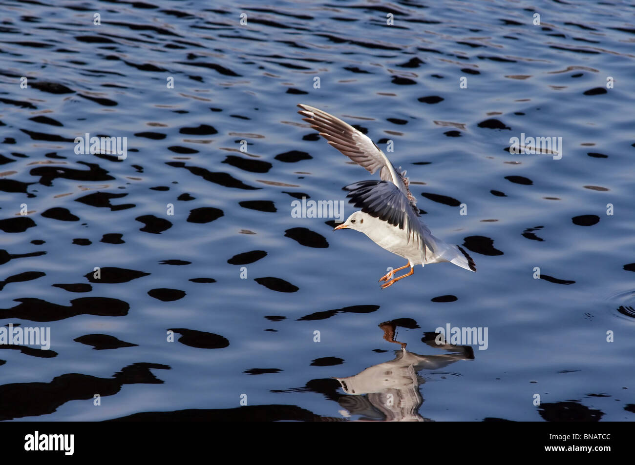 fliegende Möwe - Möwe lachen Stockfoto