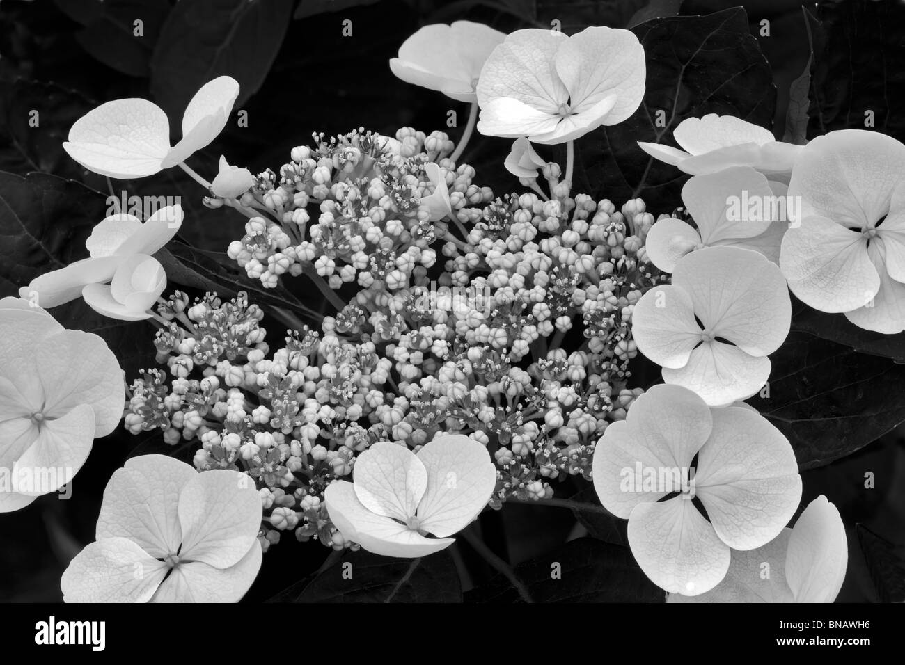 Nahaufnahme der Spitze Cup Hydrandria. (Hydrangea Macrophylla-Spitzenhäubchen. Stockfoto