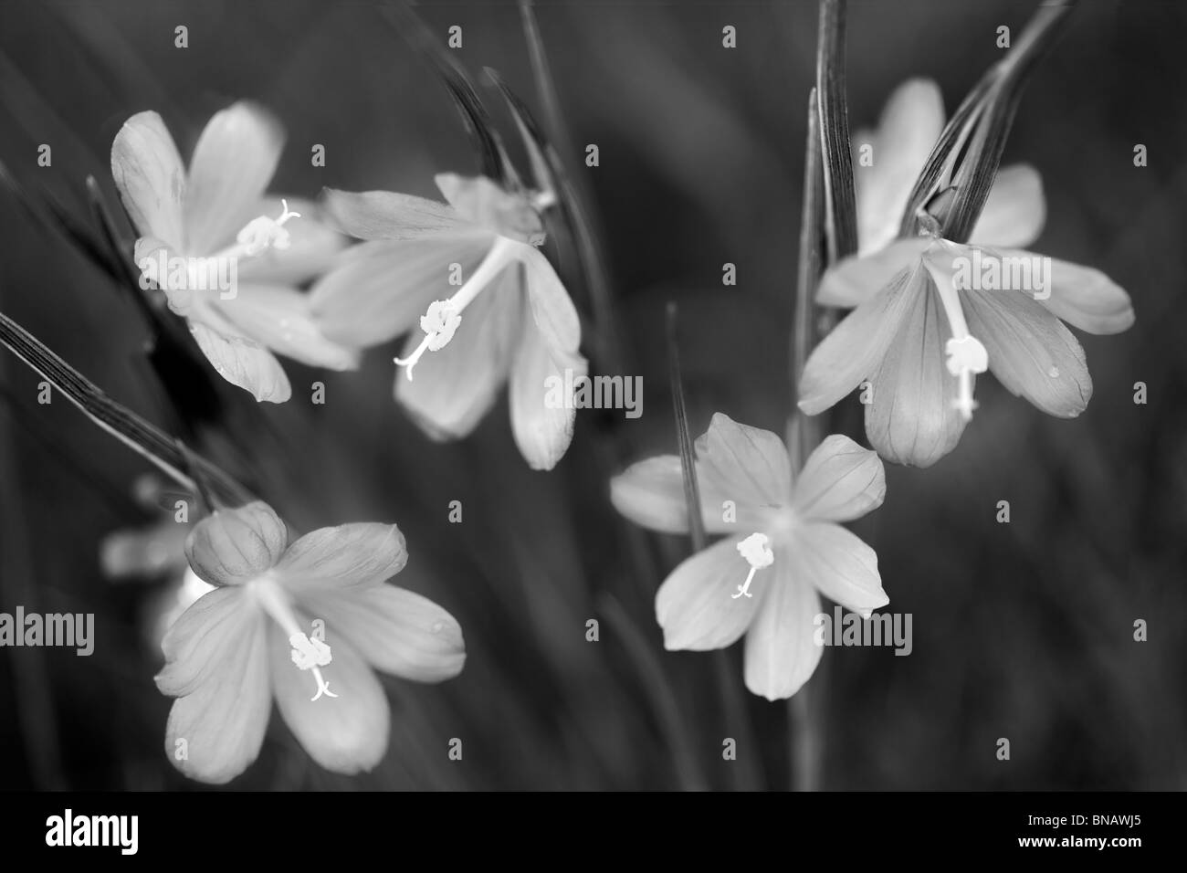Grass Widow Blumen Stockfoto