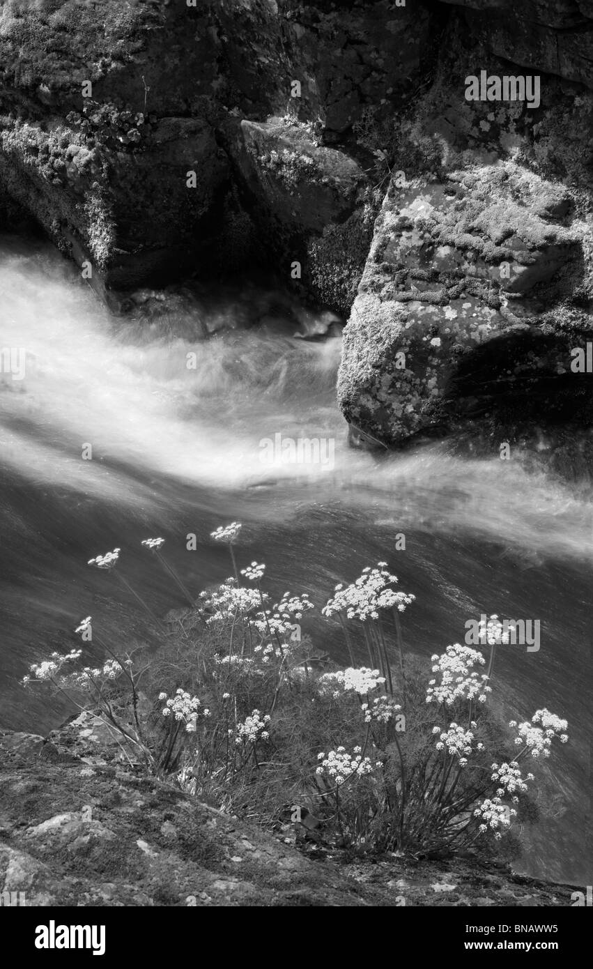 Stench Wüste Petersilie (Lomatium Grayi) und Catherine Creek. Columbia River Gorge National Scenic Bereich, Washington Stockfoto