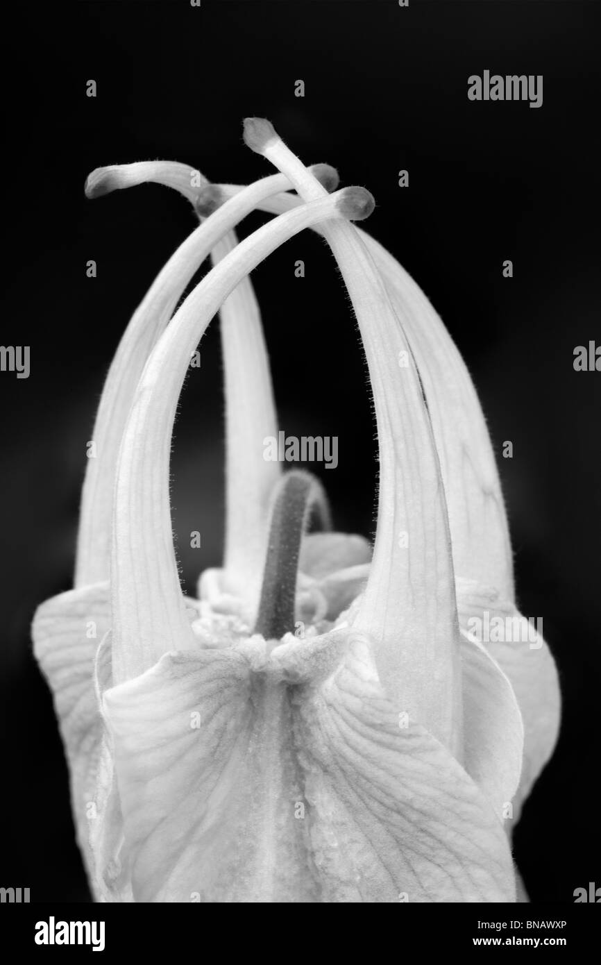 Nahaufnahme des sich entfaltenden Blüte der Musik Pure White Columbine. (Aquilegea Musik reinweiß) Stockfoto
