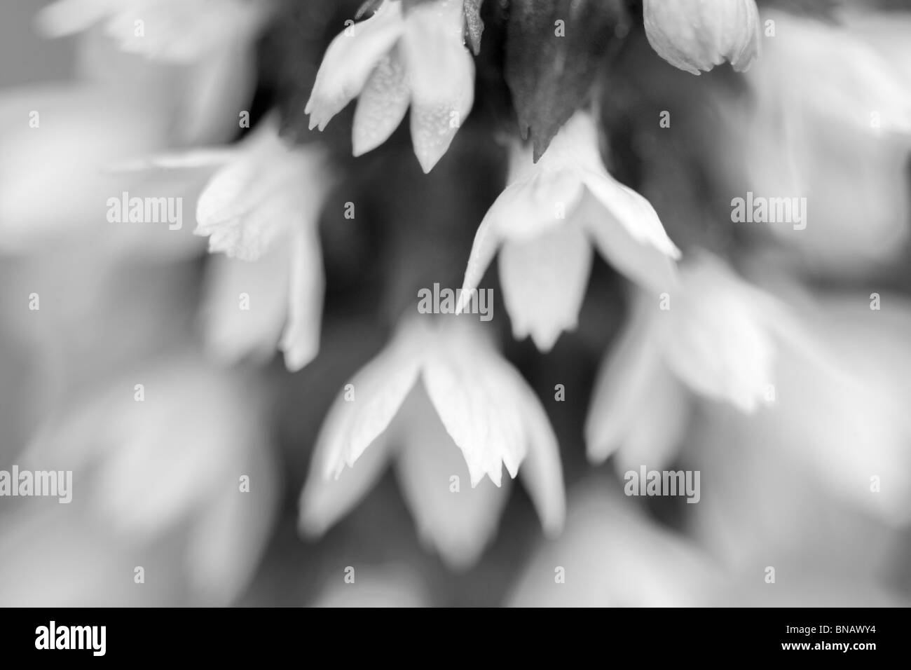 Nahaufnahme von Poker Primel (Primula Vialii). Oregon Stockfoto