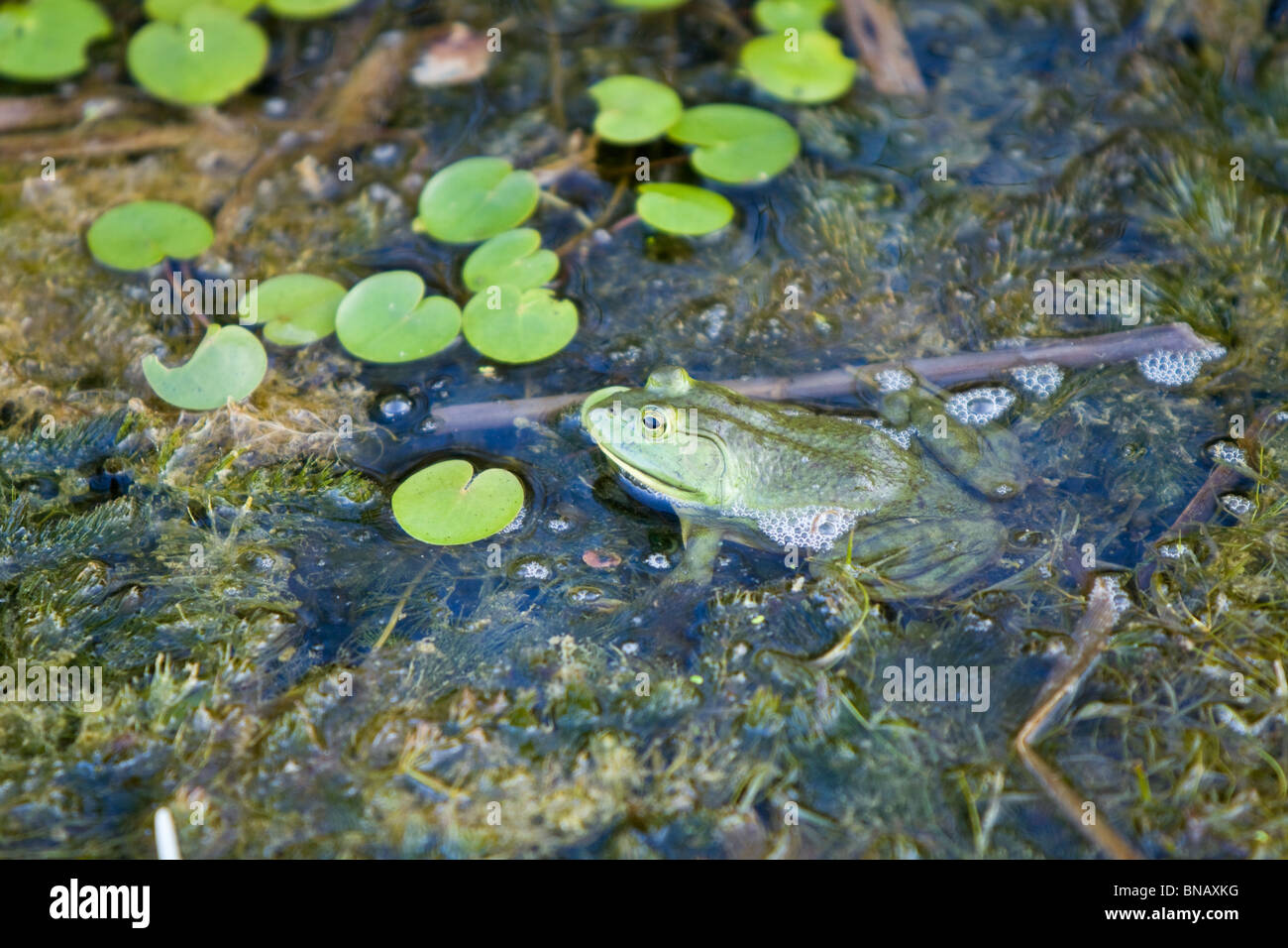 Bullfrog in einem Sumpf. Rana catesbeiana Stockfoto