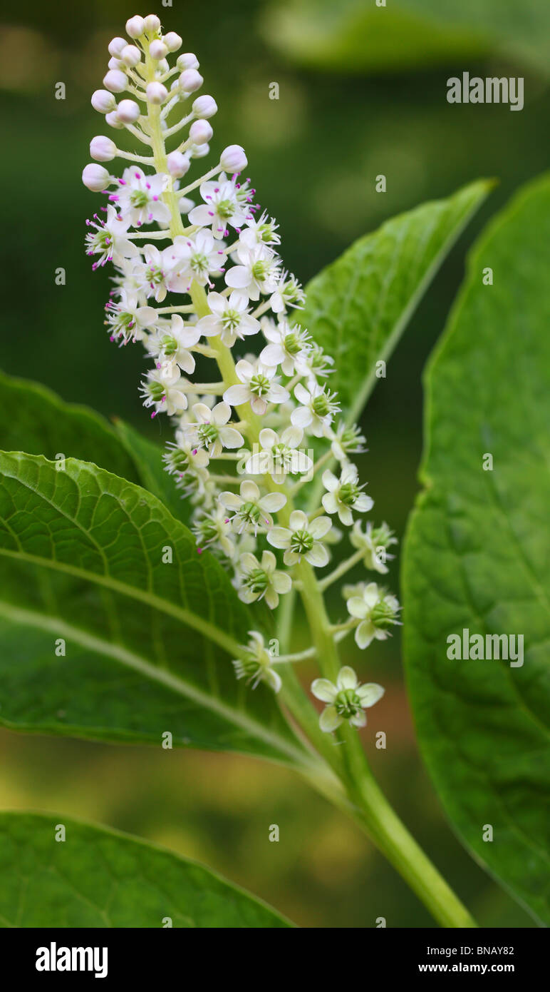 Frankreich-weiße Blüte Phytolacca chilensis Stockfoto
