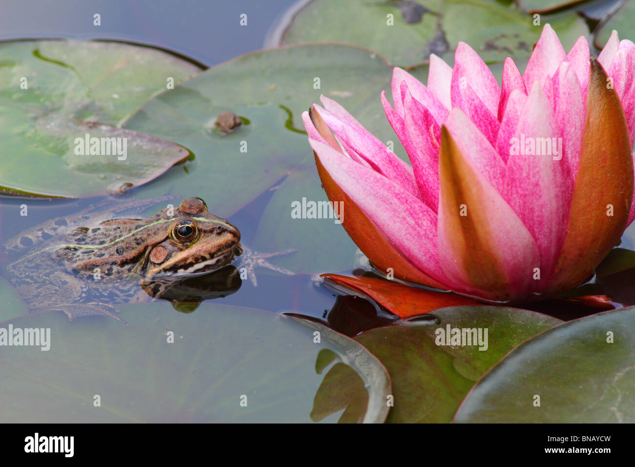 Grüner Frosch und rosa Seerose Rana Esculenta Nymphea die schöne und das Biest Stockfoto