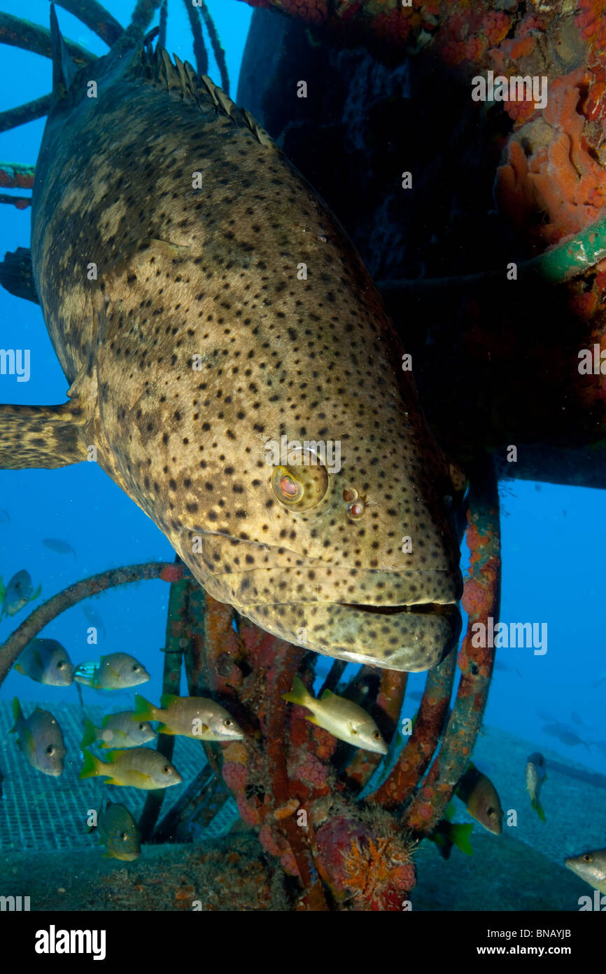 Goliath Grouper und Struktur. Stockfoto