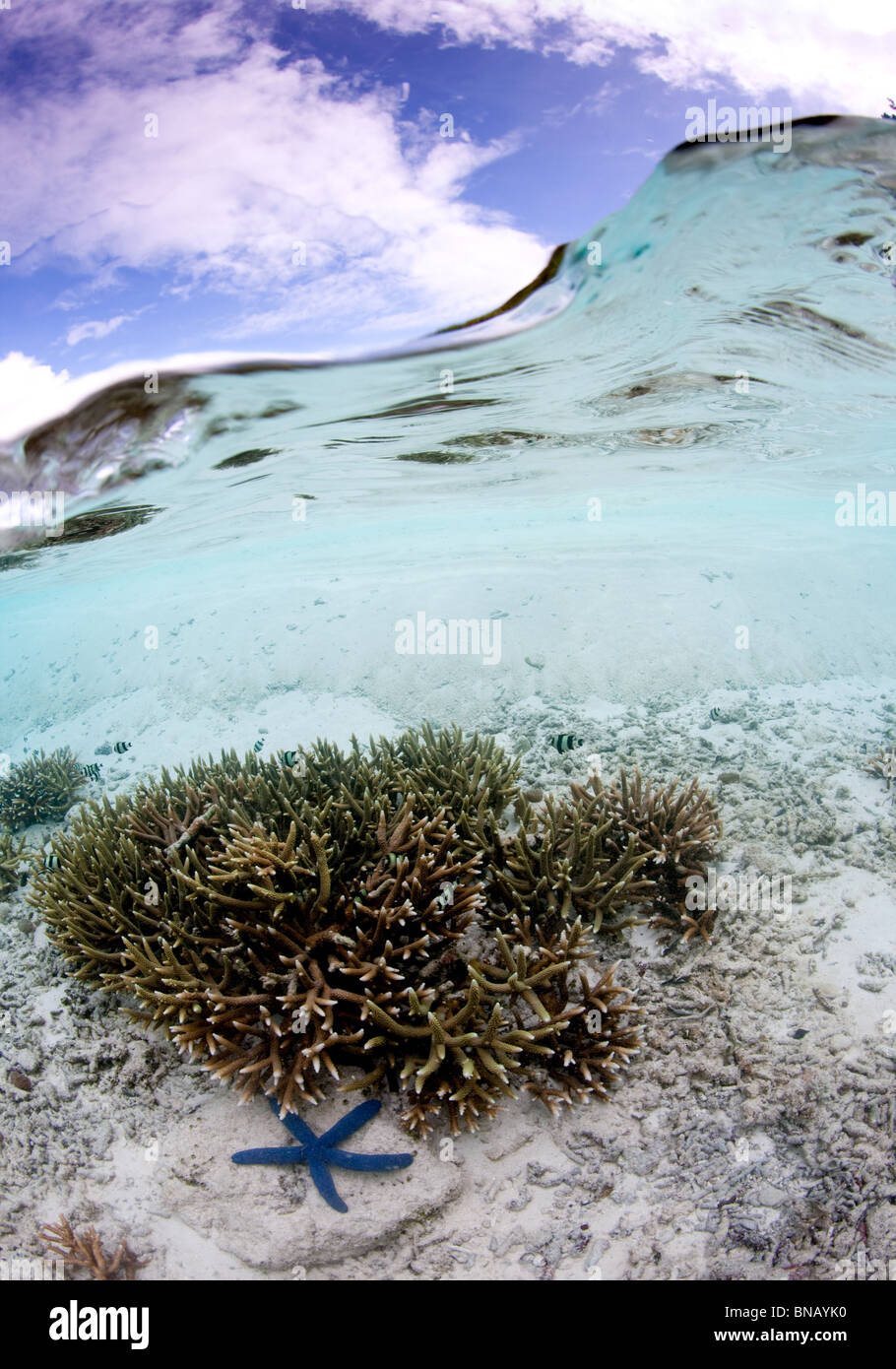 Über/unter harten Korallen zeigen. Stockfoto