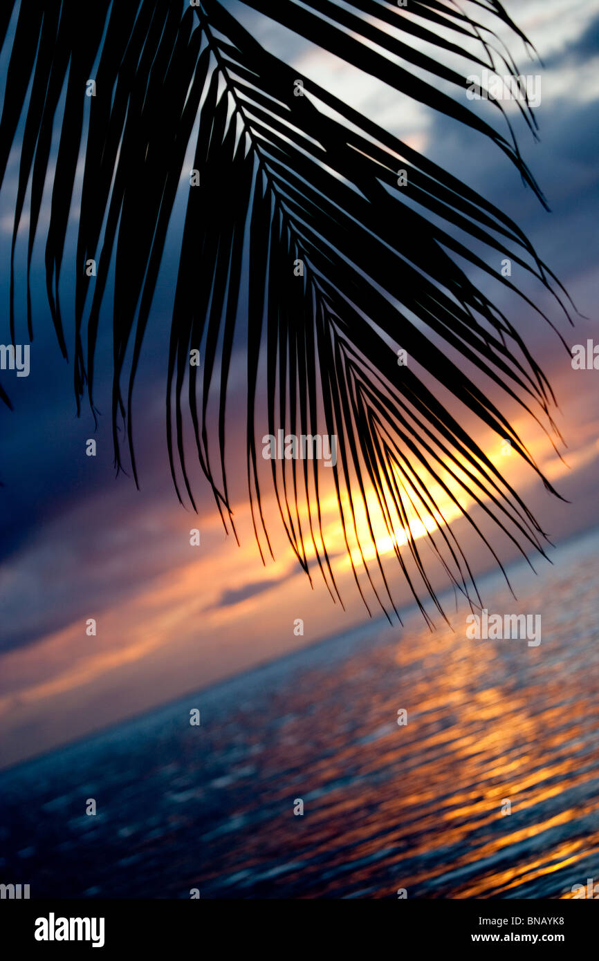 Palmwedel bei Sonnenuntergang. Stockfoto