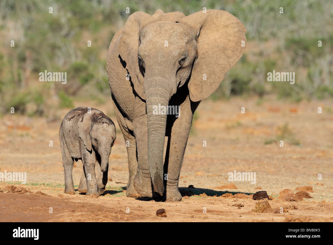 Afrikanischer Elefant Kuh mit kleines Kalb (Loxodonta Africana), Südafrika Stockfoto
