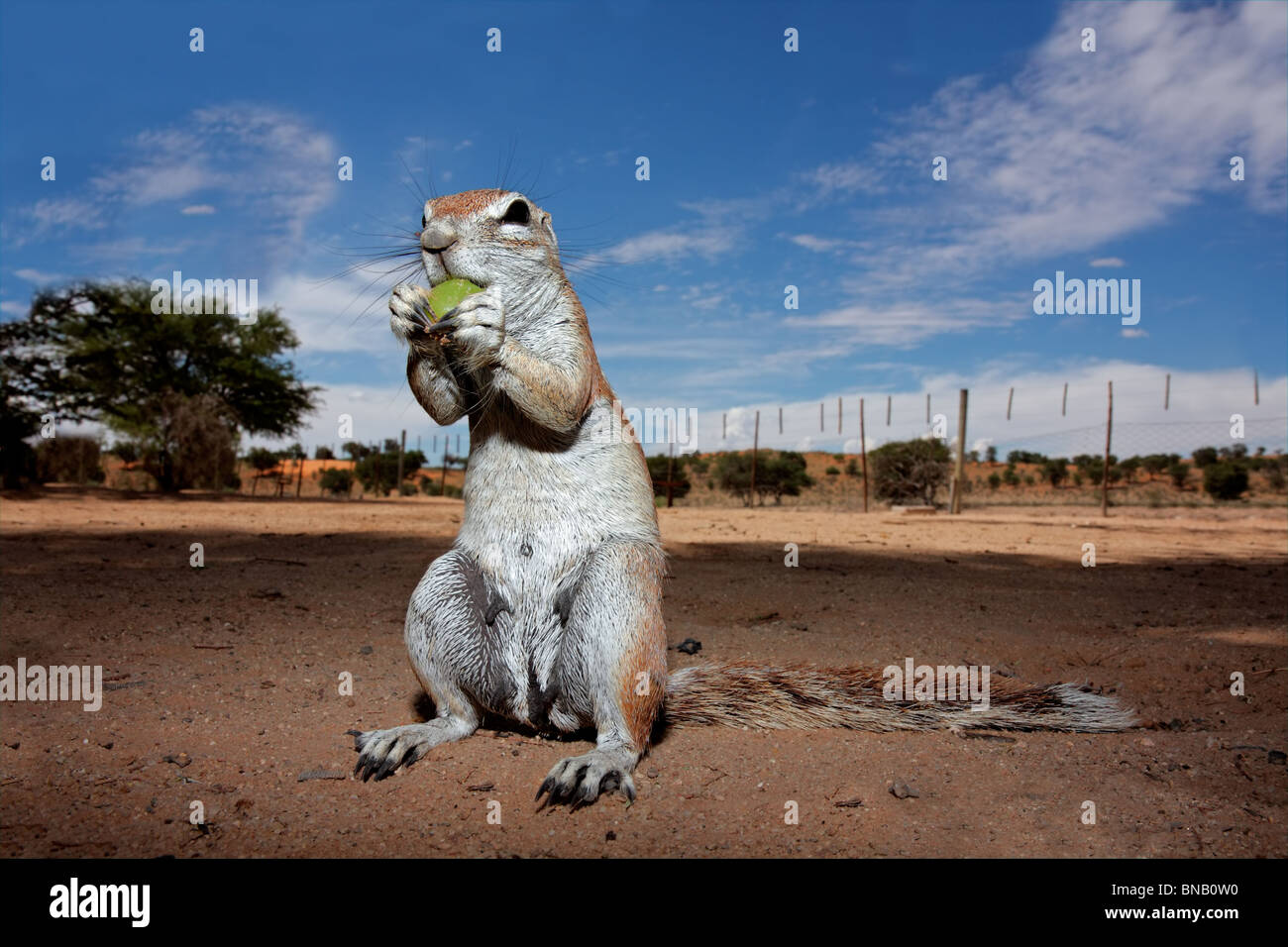 Neugierige Borstenhörnchen (Xerus Inaurus), Kalahari, Südafrika Stockfoto