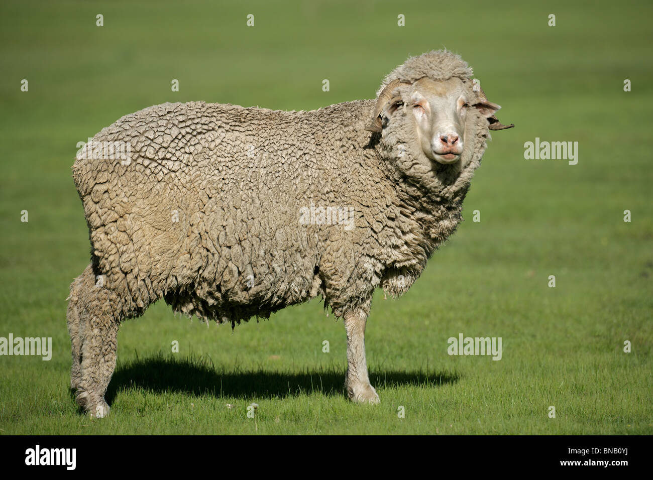 Ein Merino Schaf stehend in üppigen grünen Weide Stockfoto