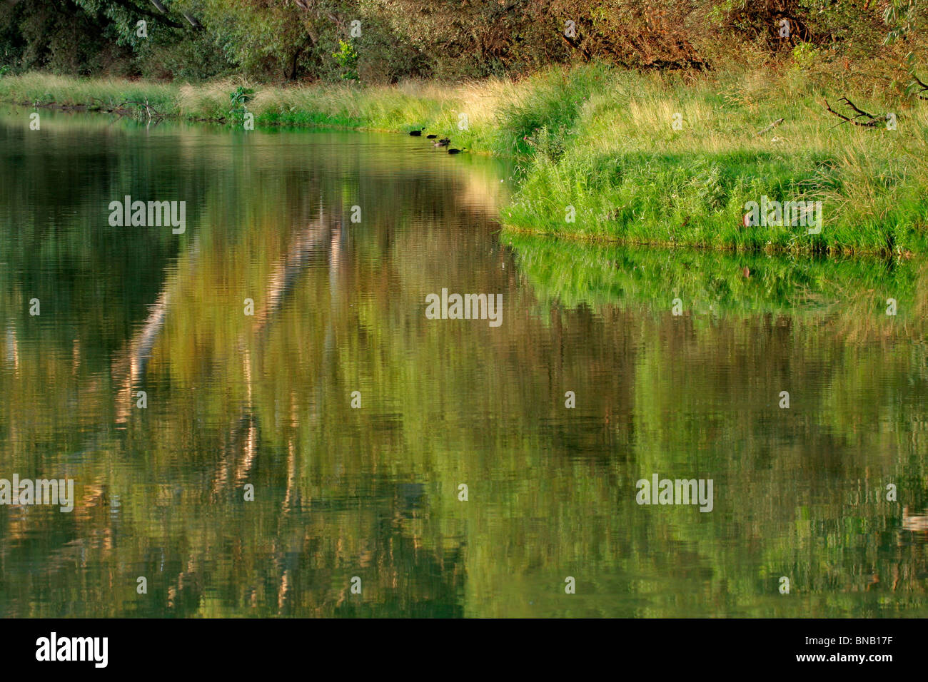 Wasser in einem Teich mit der Reflexion von grüner Vegetation des Sommers Stockfoto