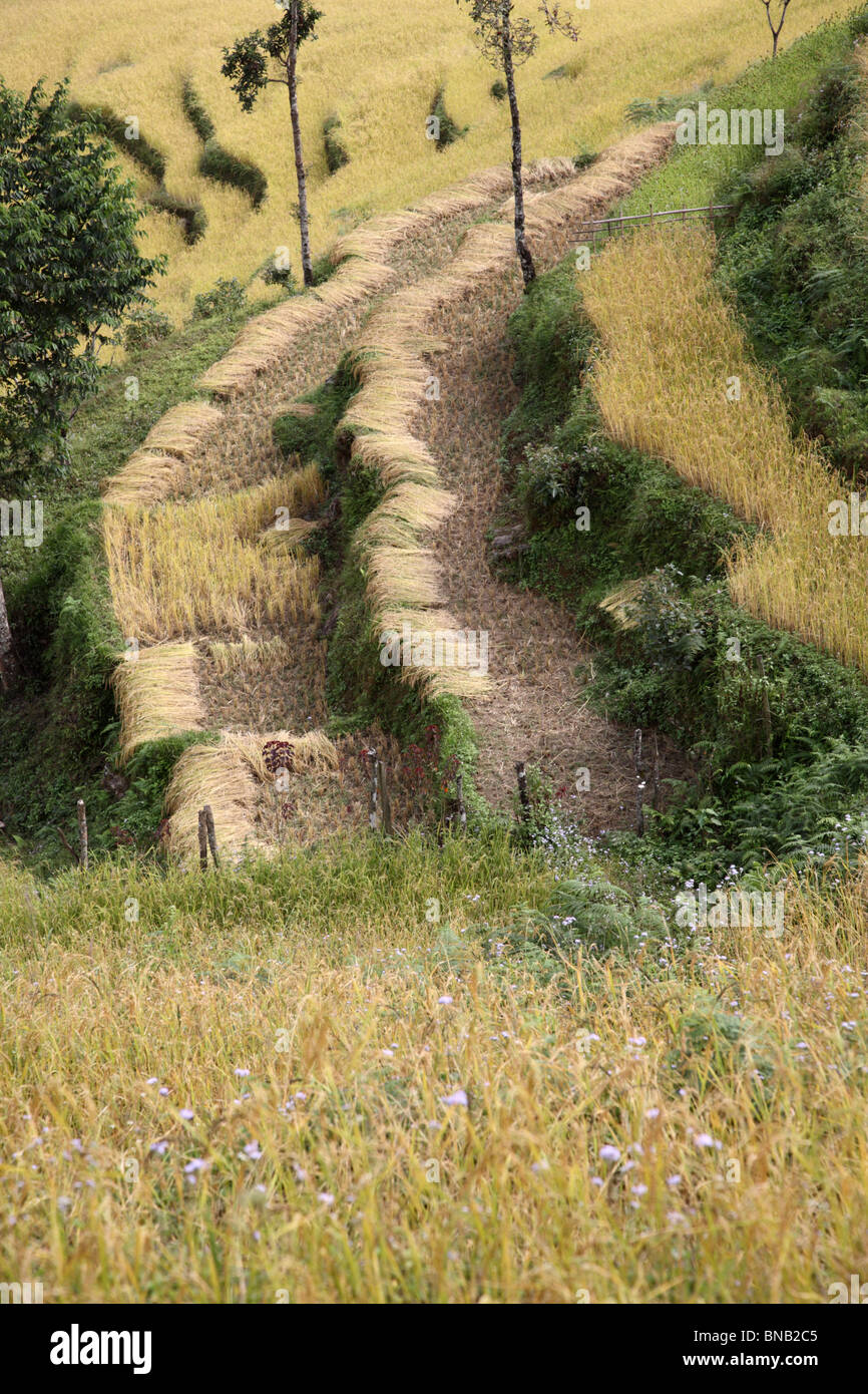 Ein Blick auf die terrassenförmig angelegten Reis Pflanzen in der Nähe von Gangtok in Sikkim, Nordindien. Stockfoto