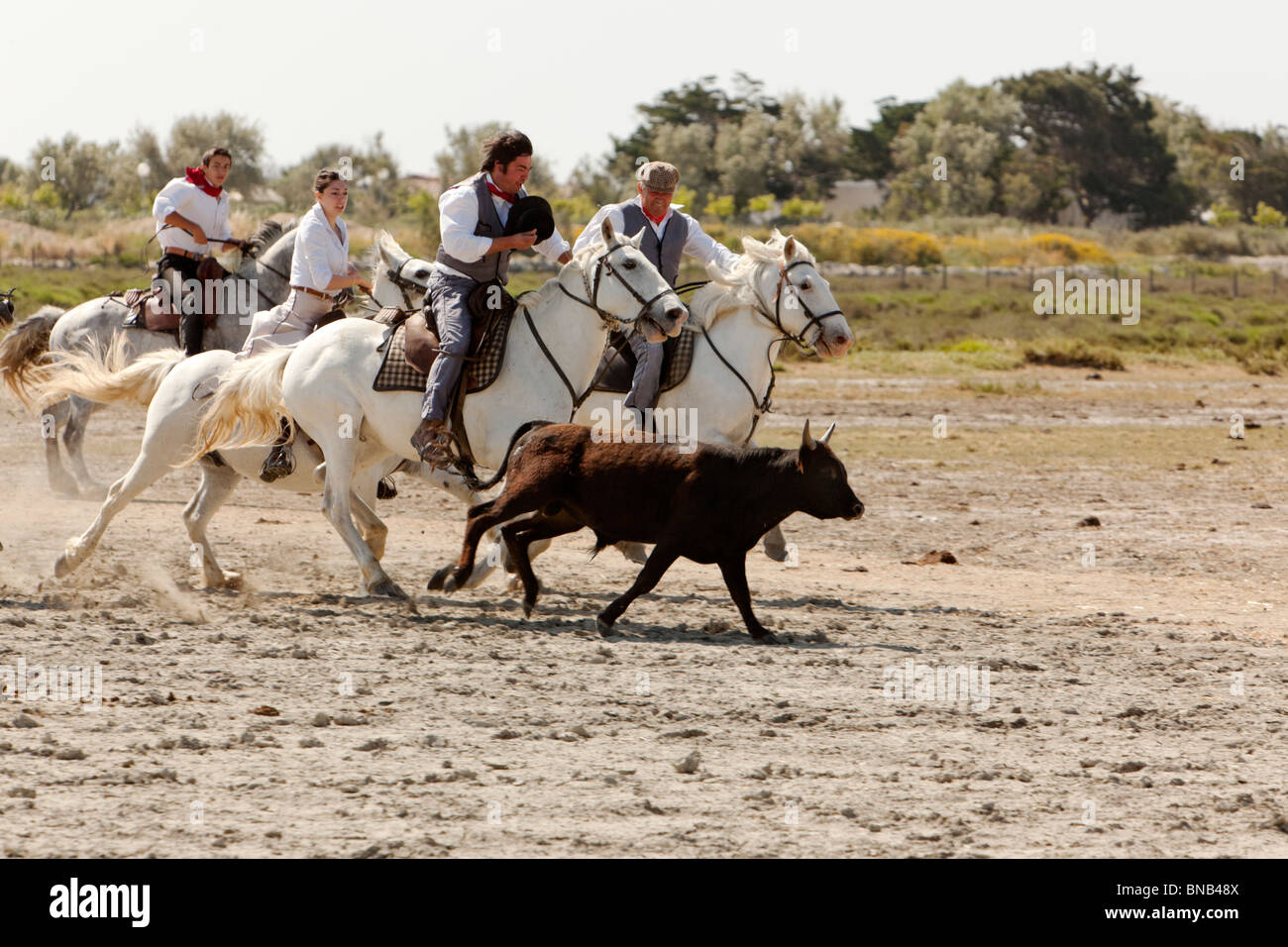 Gardians, die Cowboys der Region Camargue jagen einen jungen schwarzen Stier für das branding Stockfoto