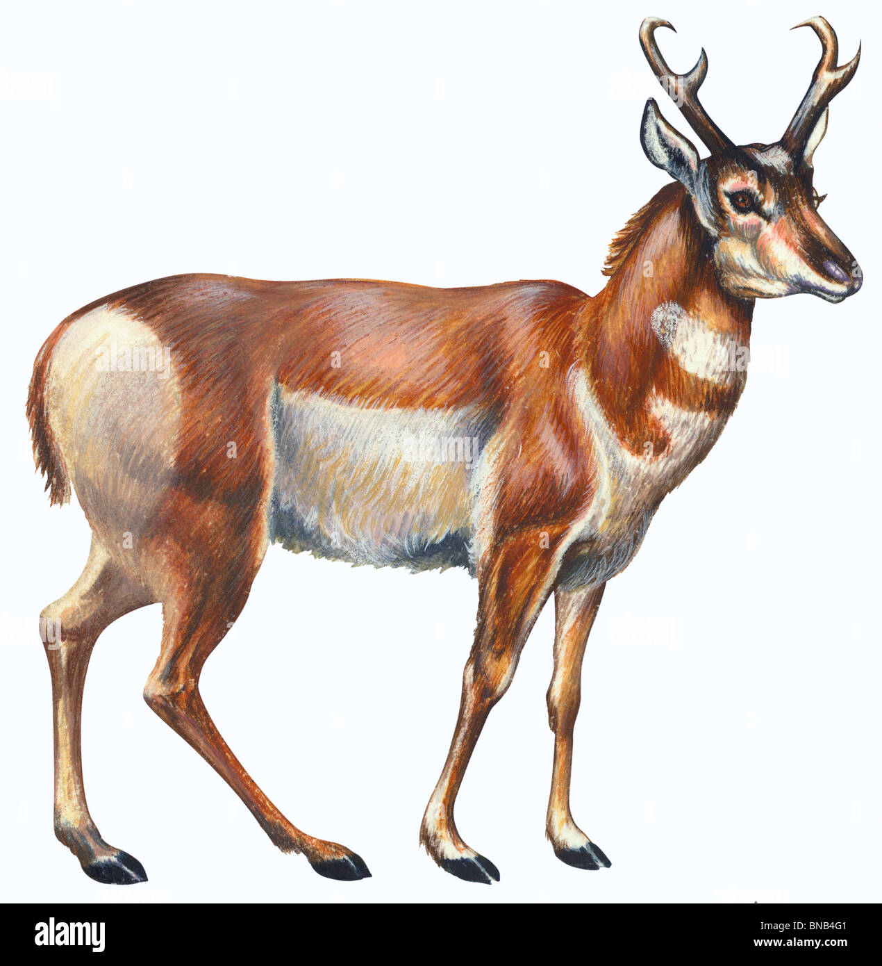 Pronghorn Stockfoto