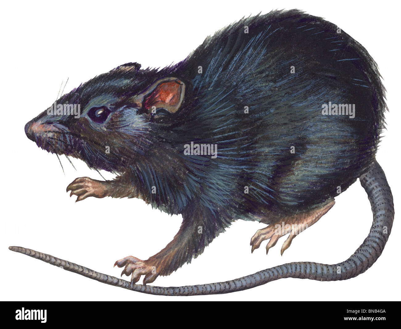 Ratte noir Fotos und Bildmaterial in hoher Auflösung Alamy