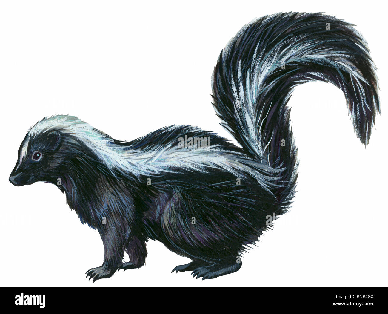 Striped skunk Stockfoto