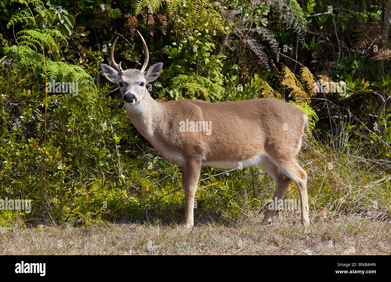 Wichtigsten Hirsch - Odocoileus Virginianus Clavium auf No Name Key Stockfoto