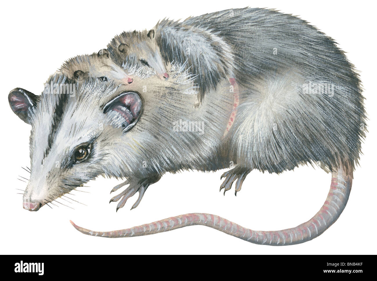 Virginia opossum Stockfoto