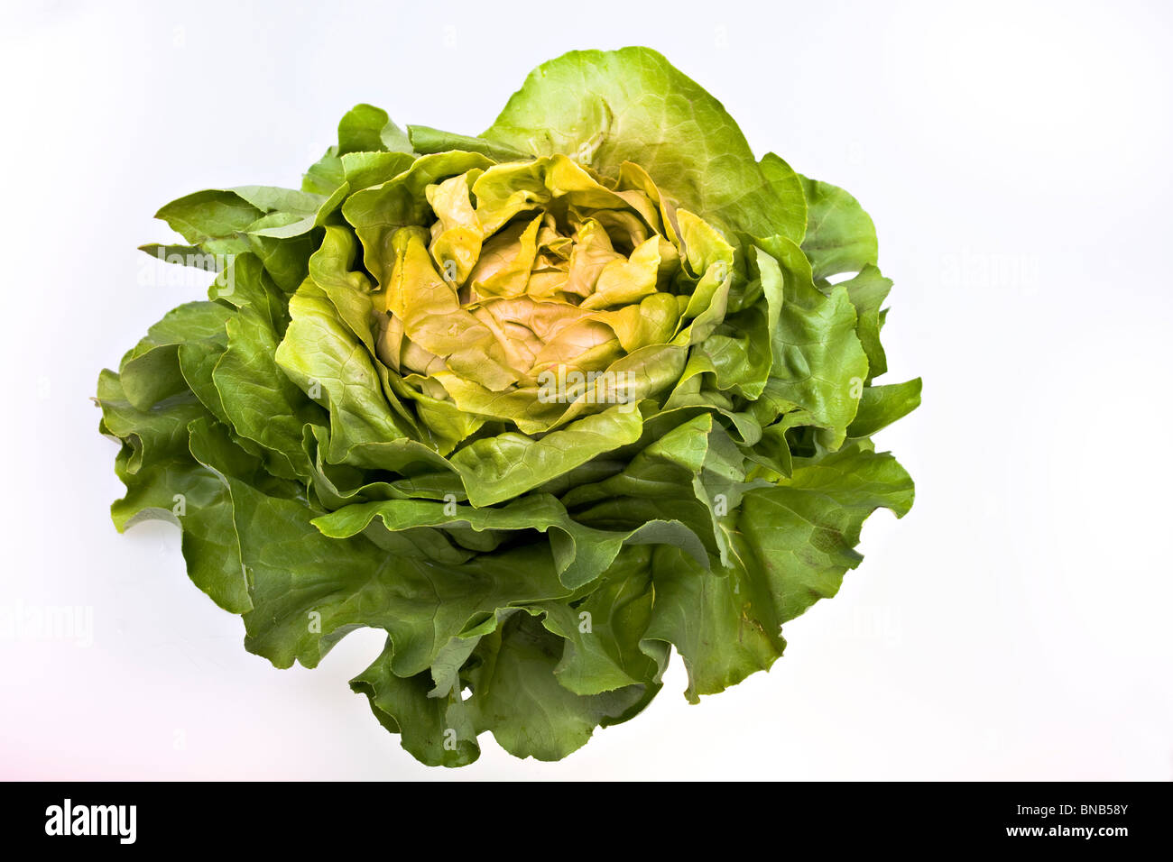 Frischer Salat Salat isoliert auf weiss Stockfoto