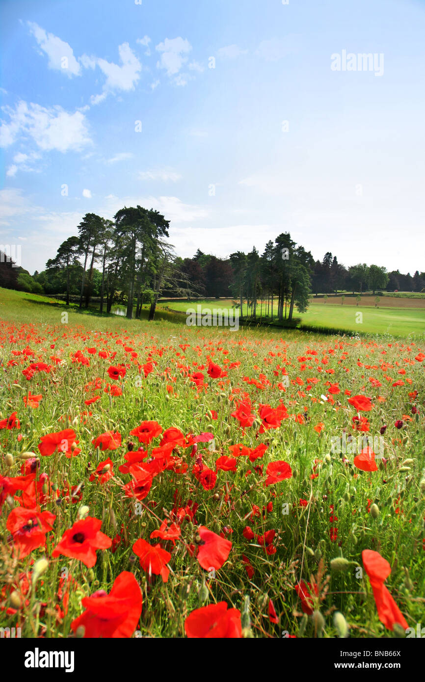 Heythrop Park Golf Course, Chipping Norton, Oxford. Mohnfeld mit Bäumen in der Ferne. Stockfoto