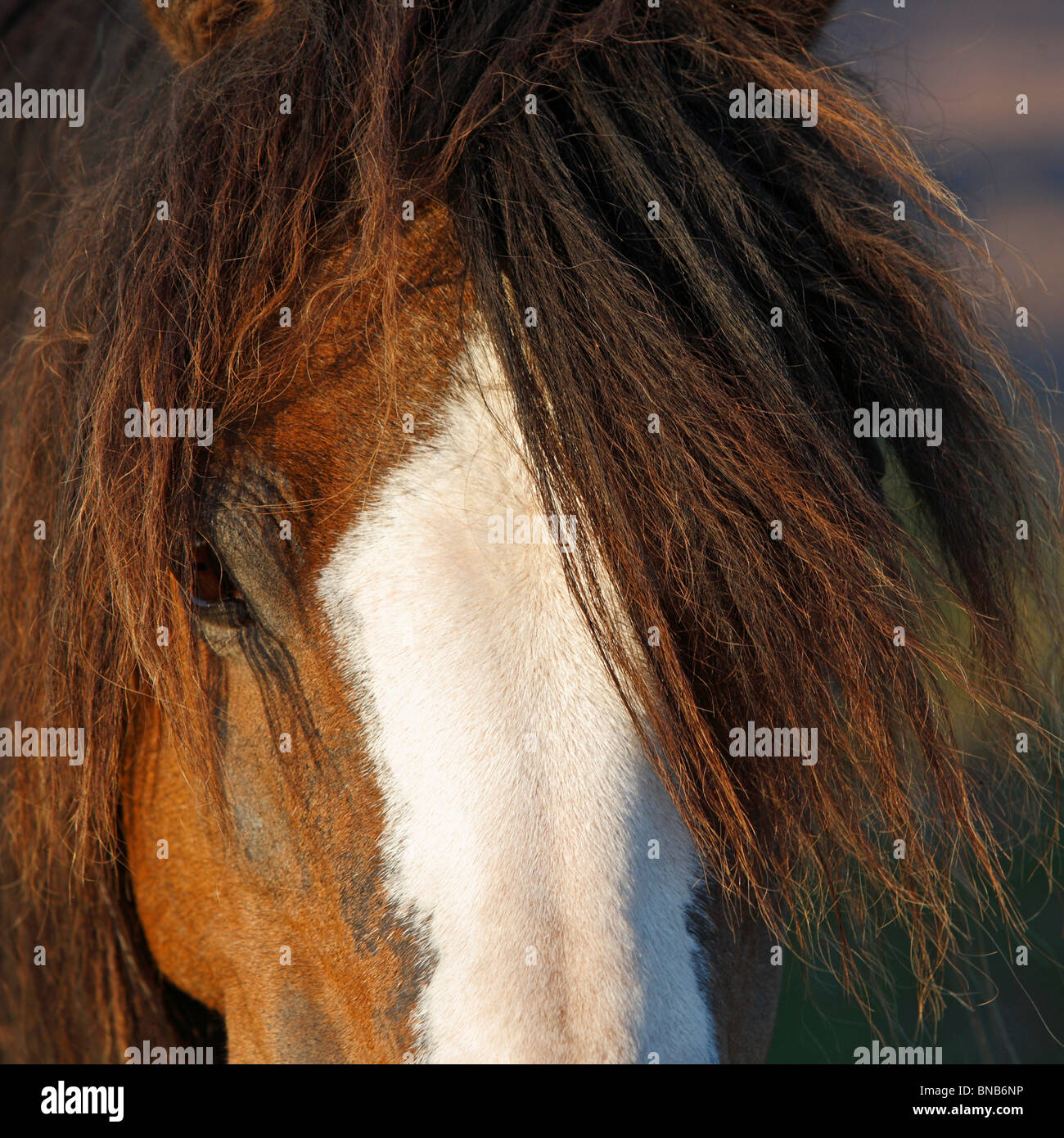 Wildes Pony, Brecon Beacons, Wales, UK Stockfoto