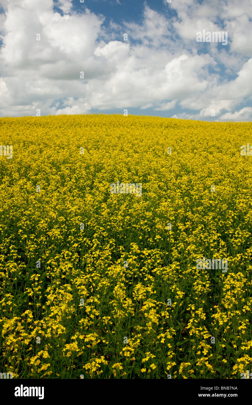 Gelben Raps Feld blühen in der Nähe von Roseisle, Manitoba Kanada. Stockfoto