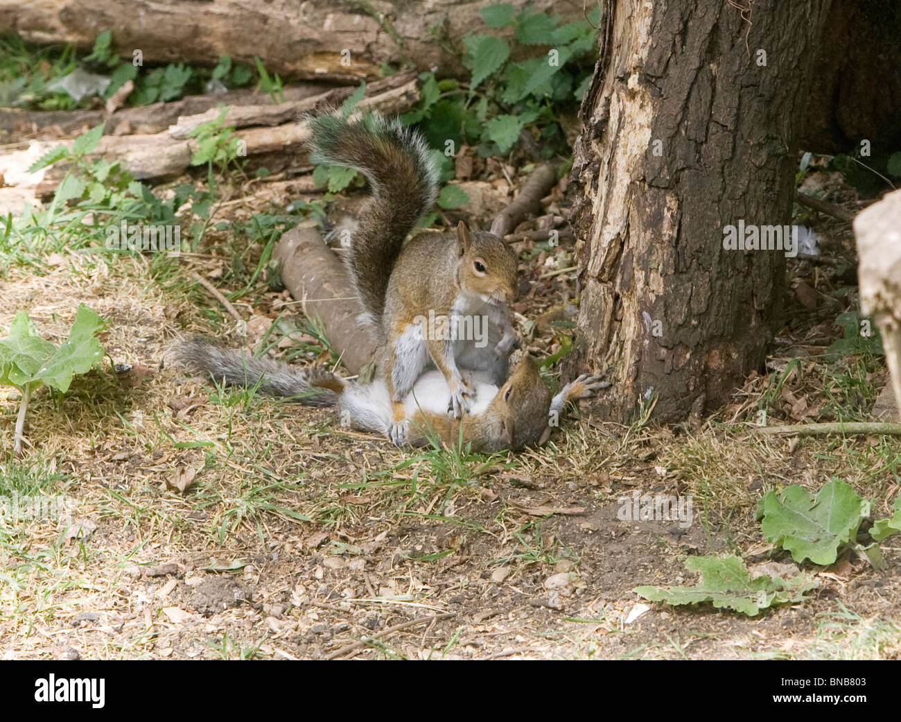 2 graue Eichhörnchen Streit um Nahrung in Oxon UK Stockfoto