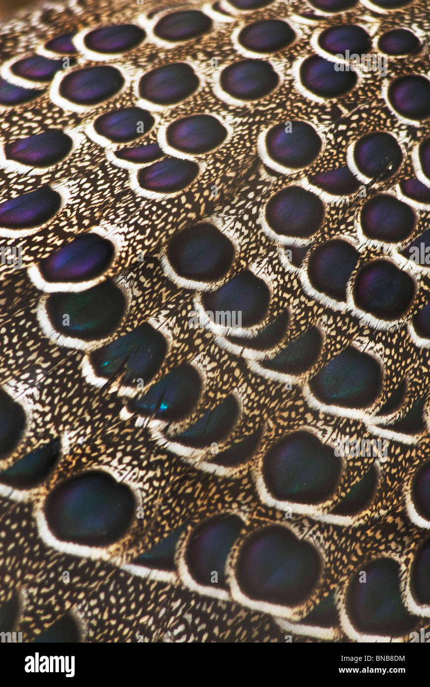 Antenne in der Nähe von pfauenfedern Eine aufwendige Muster formen. Kwazulu-Natal, Südafrika Stockfoto