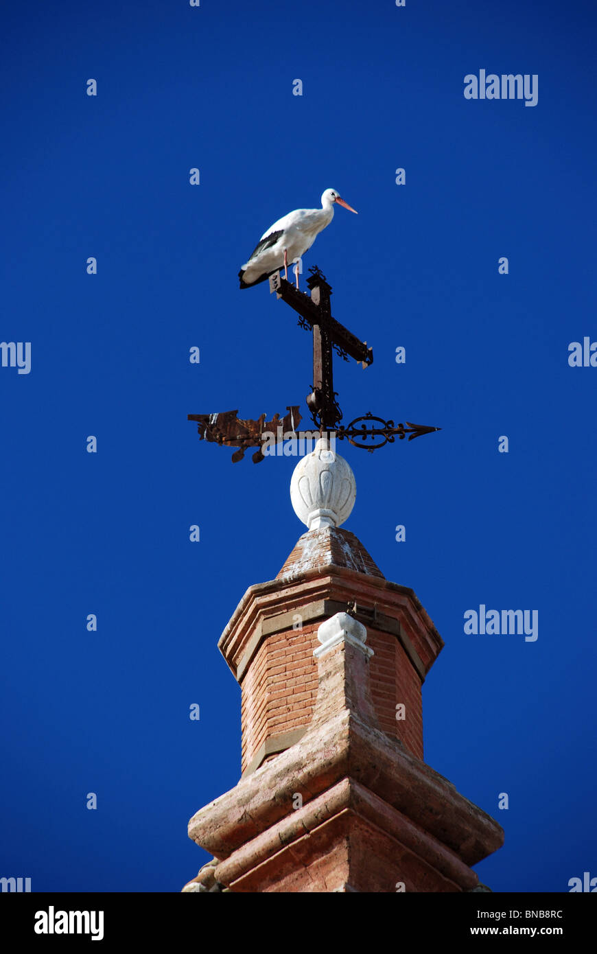 Storch sitzt oben auf der Wetterfahne, Ecija, Provinz Sevilla, Andalusien, Spanien, Westeuropa. Stockfoto