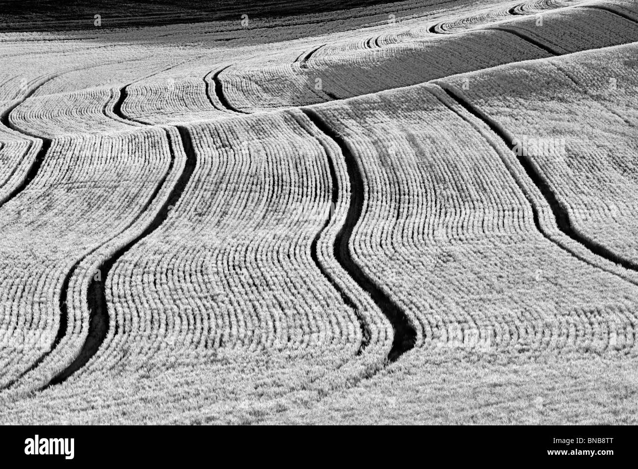 Linien Einpflanzen in Weizenfeld. Palouse, Washington Stockfoto