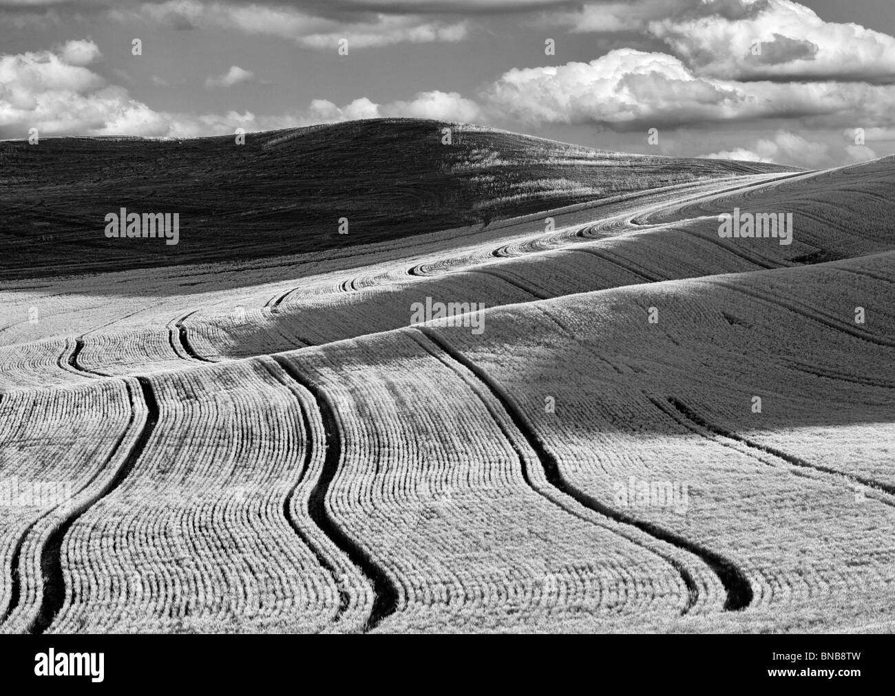 Linien Einpflanzen in Weizenfeld. Die Palouse, Washington. Ein Himmel wurde hinzugefügt. Stockfoto