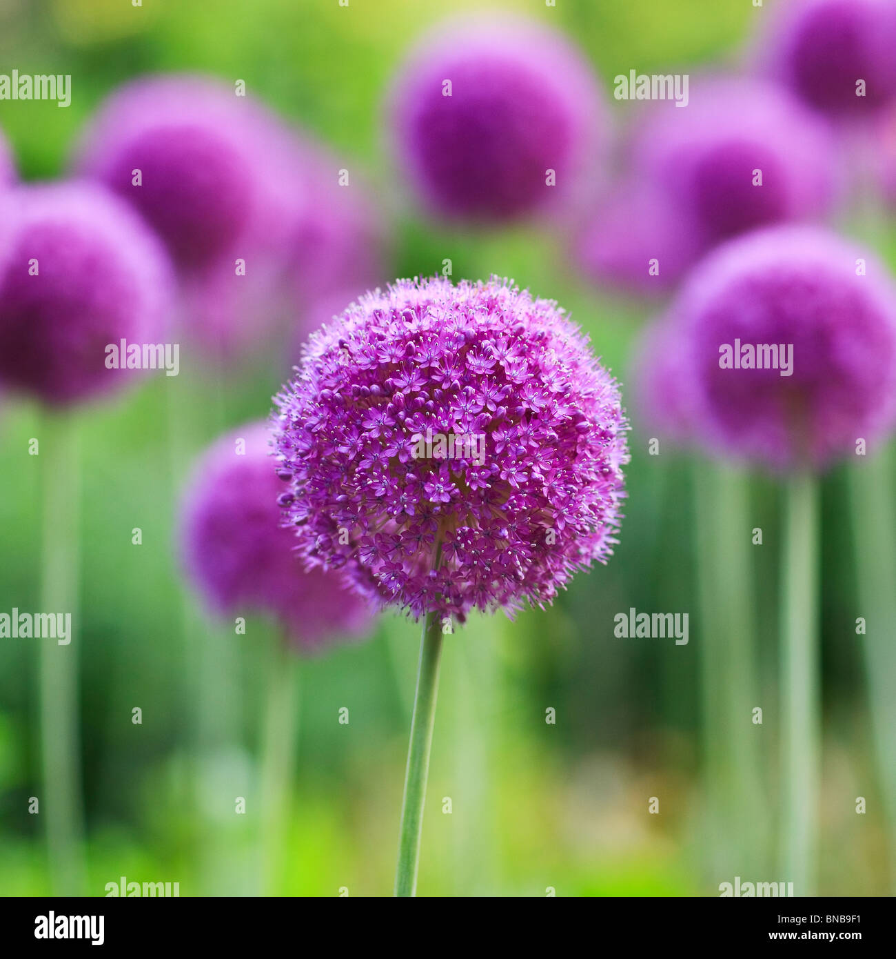 Lila Allium Blumen, englische Gärten, Assiniboine Park, Winnipeg, Manitoba, Kanada. Stockfoto