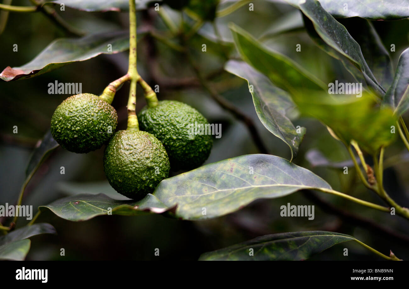 Avocado (Persea Americana) wächst an einem Baum auf einer Plantage in Guatemala Stockfoto