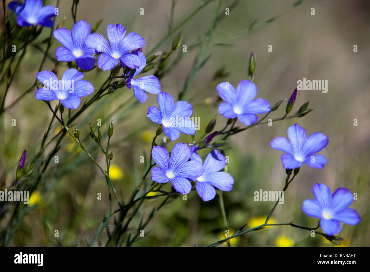 kleine blaue Blumen 5 Blütenblätter Spanien anzeigen 106341_Spain10 Stockfoto