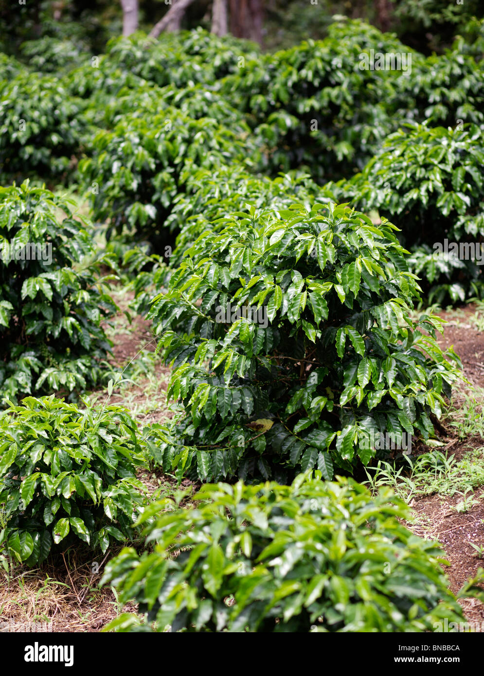 Kaffeebäume wachsen auf einer Kaffeeplantage oder Bauernhof in Guatemala Stockfoto