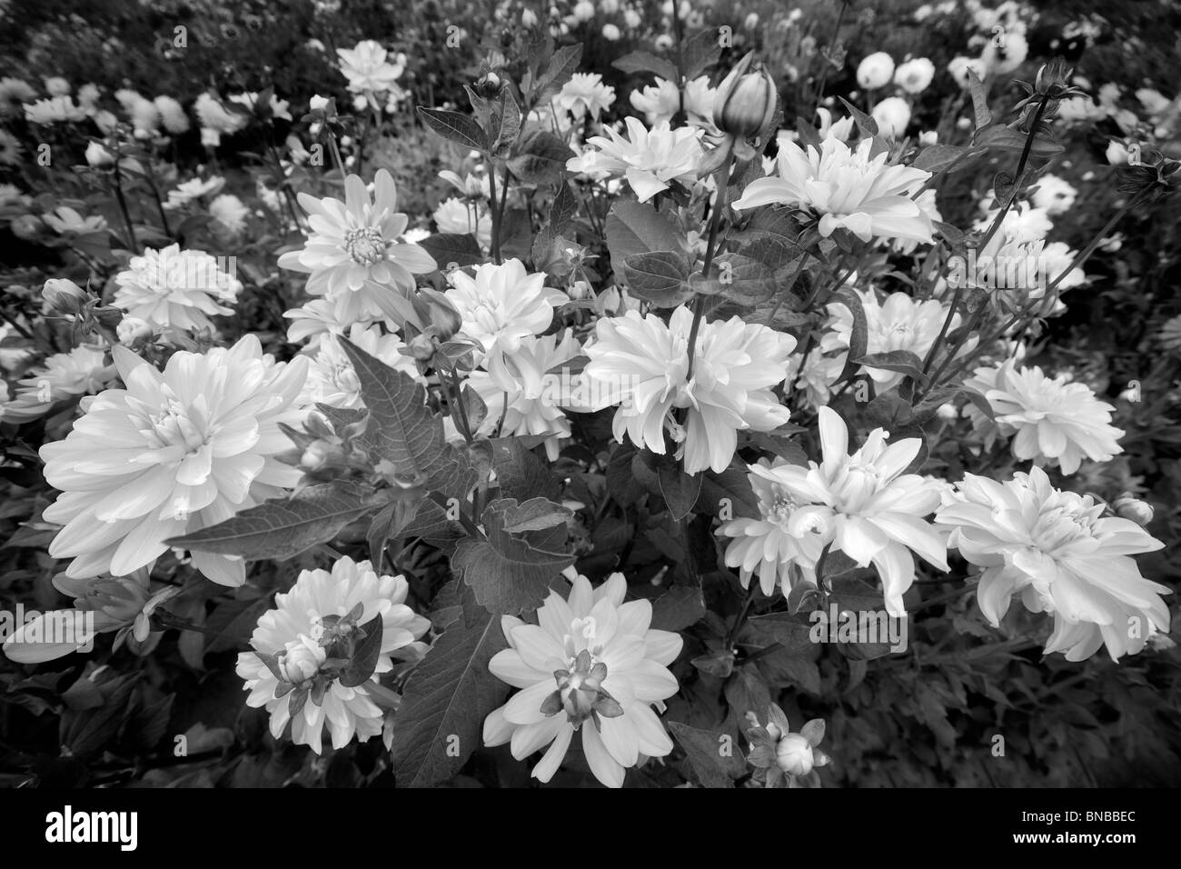 Rosa karierte Dahlie. Swan Island Dalia Farm. Canby, Oregon Stockfoto