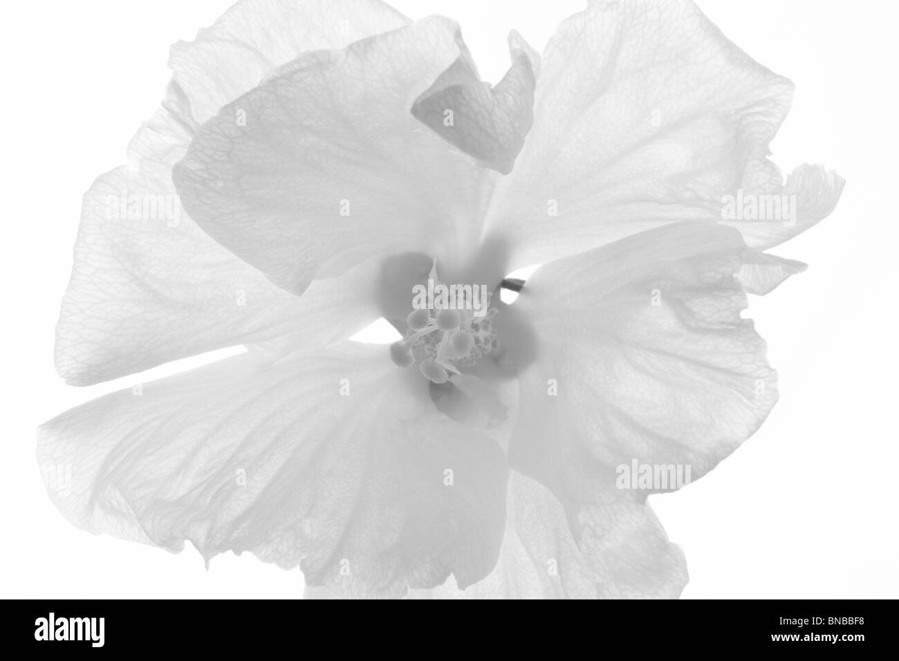 Rose von Sharon (Hibisken Syriacus 'Diana') Blüte hautnah. Wilsonville, Oregon Stockfoto