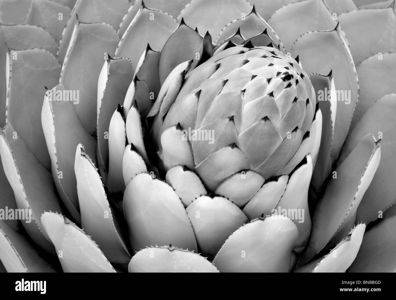 Aloe-Pflanze hautnah. Big Sur Küste, California Stockfoto