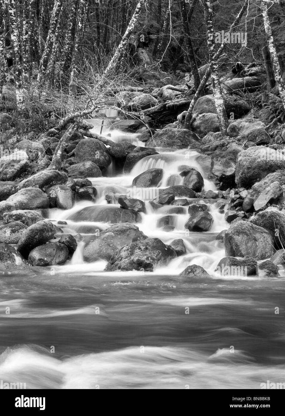 Quartzville Creek mit Moos und saisonale Feeder-Stream. Quartzville Creek Wild and Scenic River. Oregon Stockfoto