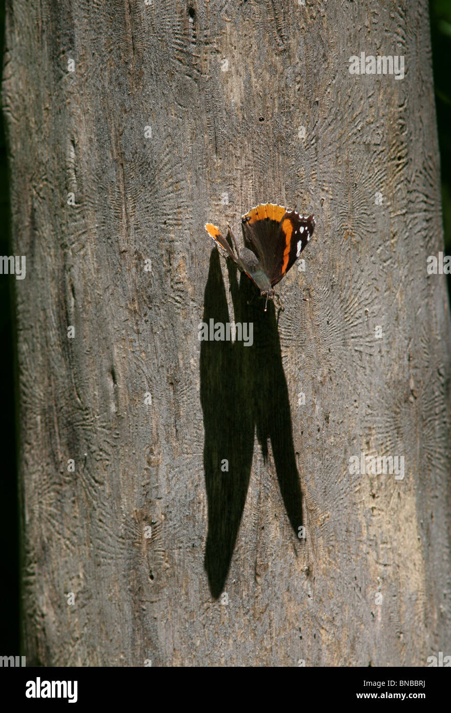 Distelfalter Schmetterling Schatten toter Baum Holz-langweilig Käfer Galerien Stockfoto