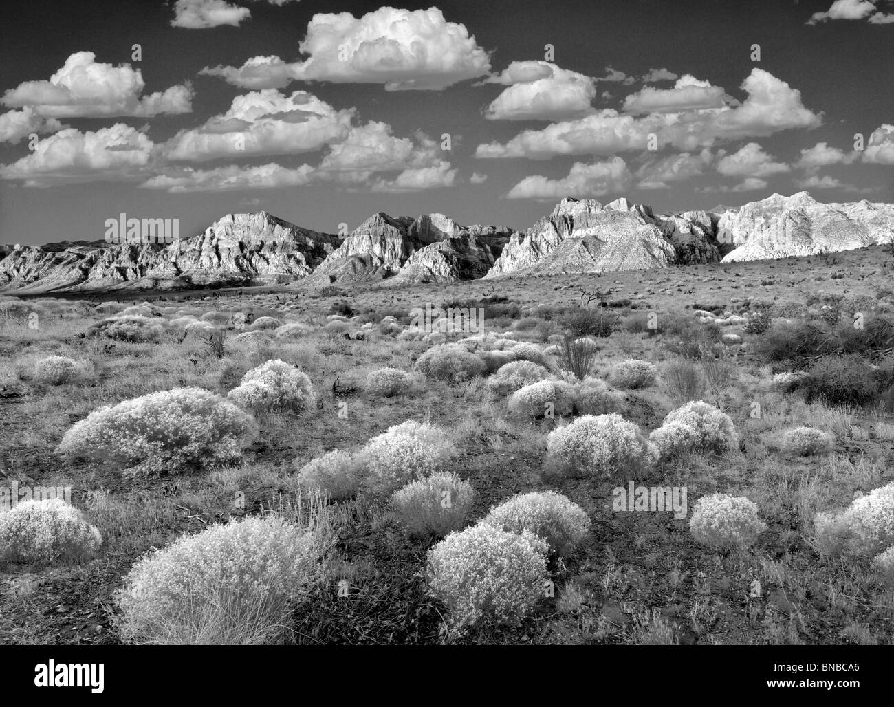 Rabbitbrush und Felsformationen im Red Rock Canyon National Conservation Area, Nevada. Himmel wurde hinzugefügt. Stockfoto