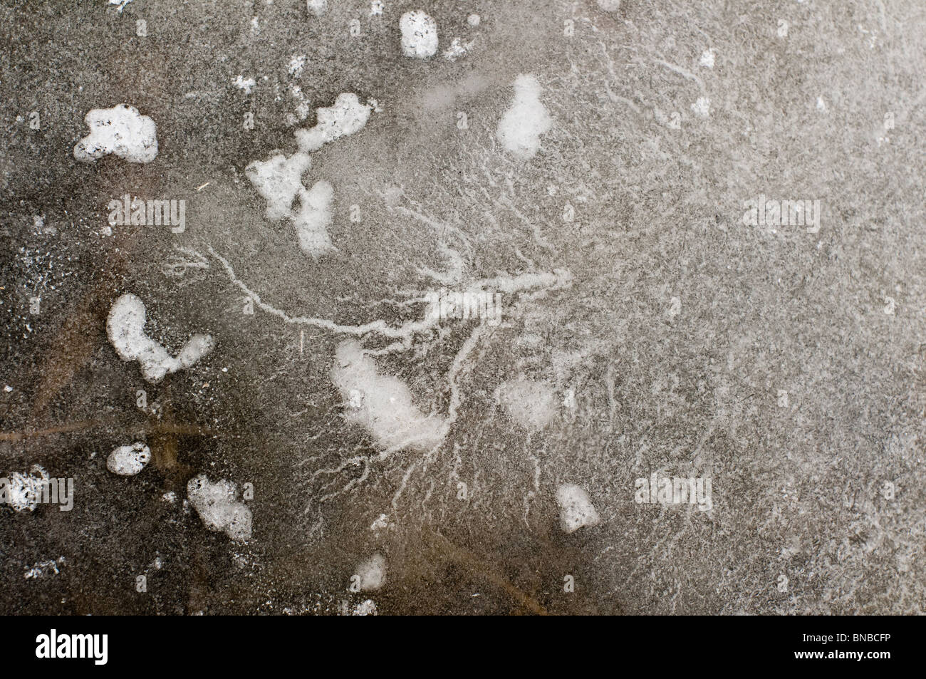 Eine interessante root - wie Bildung von Luftblasen sichtbar ist in Eis in einem Sumpf in Indiana, USA eingeschlossen, im Winter im Mittleren Westen Stockfoto