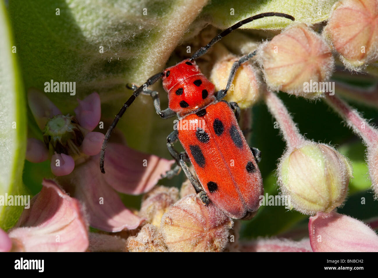 Rote Wolfsmilch Käfer Tetraopes Tetrophthalmus auf gemeinsamen Seidenpflanze Blumen Asclepias Syriaca Osten der Vereinigten Staaten Stockfoto